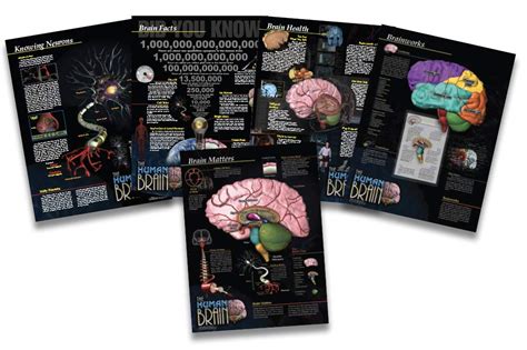Buy Jaguar Educational The Human Brain Poster Series - Set of 5 ...