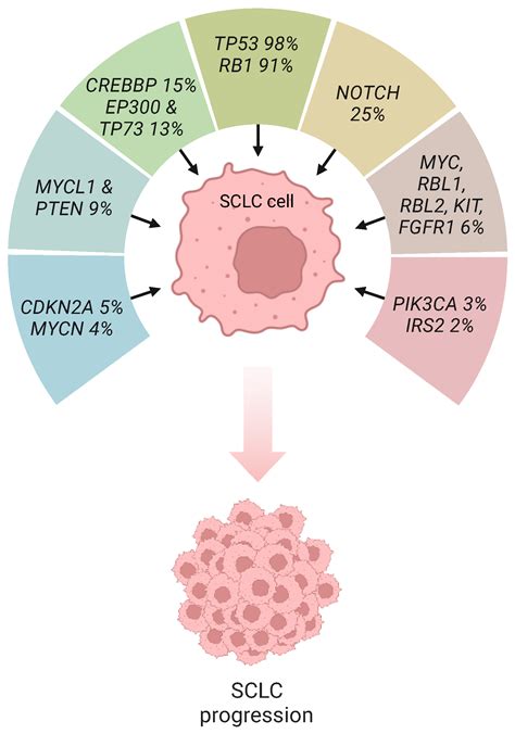 P53 and Rb Aberrations in Small Cell Lung Cancer (SCLC): From Molecular ...