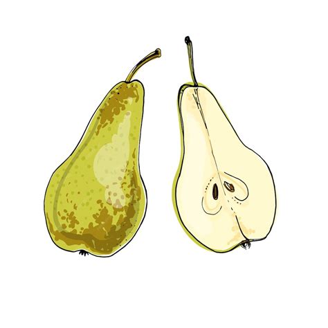 Gruszka Wektorowe ikony żywności owoców Kolorowy szkic produktów ...