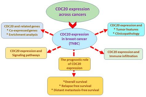 Prognostic and Therapeutic Implications of Cell Division Cycle 20 ...