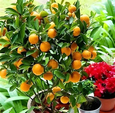 Green view® All Time China komla lemon/Mini Komla Lebu Plant,(GRAFTED ...