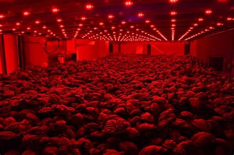 Aeroponics: ‘Getting to the roots’ of a soil-free vertical farming system