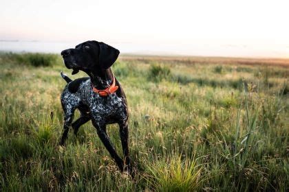 Sporting Dogs 的图像结果