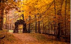 Fall Backgrounds Gold by Gold Forest Leaves Lights Trees Nature Ruin Path Fall Backgrounds Gold