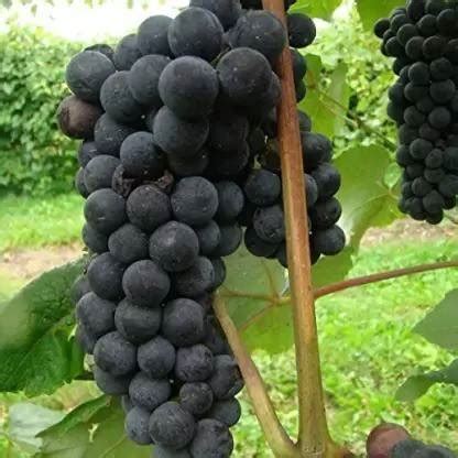 Aro Grapes Fruit Seed Price in India - Buy Aro Grapes Fruit Seed online ...
