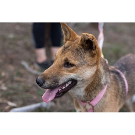 Holly - Dingo - Medium Female Dingo Dog in NSW - PetRescue