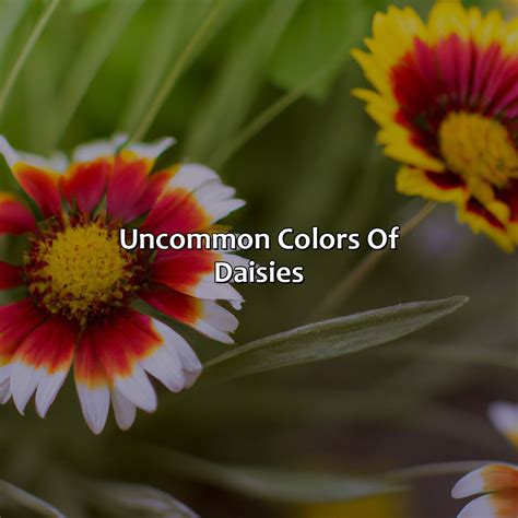 What Color Are Daisies - colorscombo.com