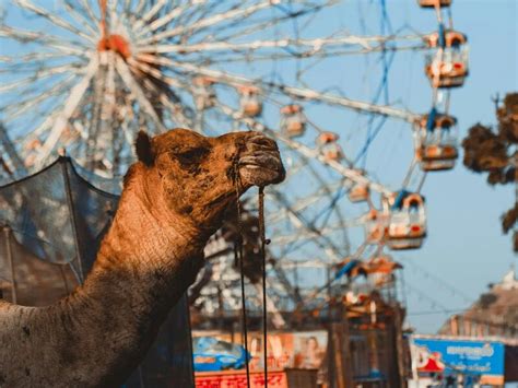 Book Your Ajmer Pushkar Tour Package From Delhi Best Packages Available!