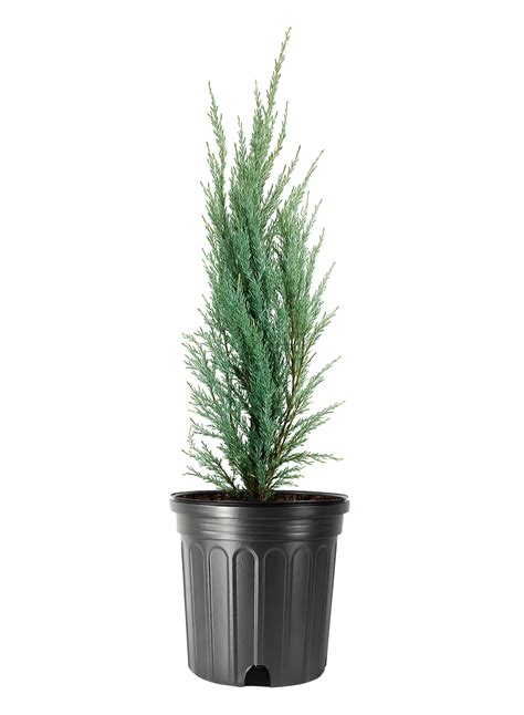 7 Best Pencil Point Juniper | Narrow Blue Accent for Tight Spaces