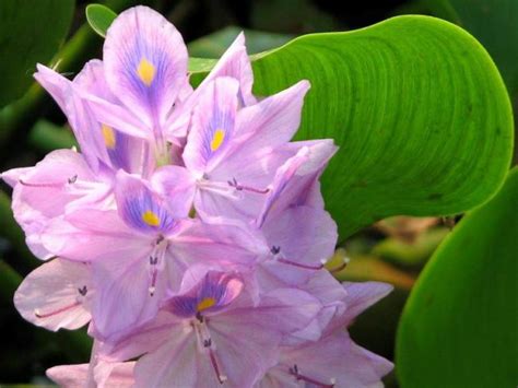 Su Sümbülü (Eichornia crassipes) - Page 3 - agaclar.net