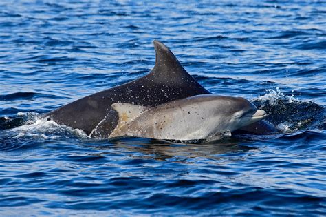 How long do dolphins live? - Whale & Dolphin Conservation USA