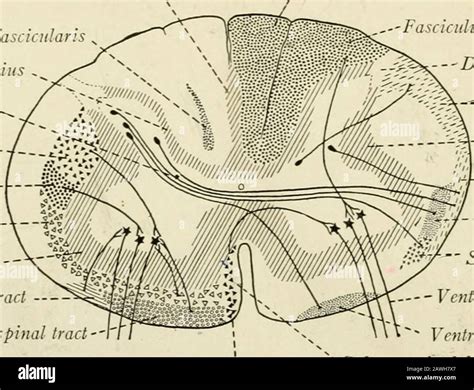 The anatomy of the nervous system, from the standpoint of development ...