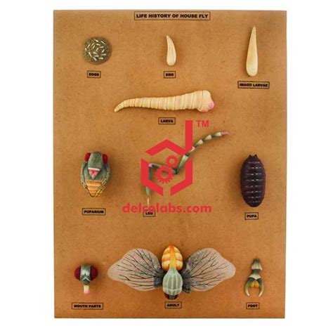 House Fly Life Cycle Model