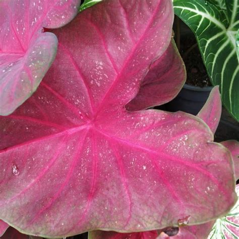 Caladium Fannie Munson Plant – Indoor Decorative Seasonal Foliage
