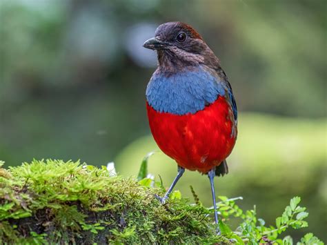 Whiskered Pitta - eBird