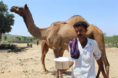 Camel Milk Capacity at Janice Kiefer blog