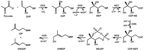 Medically Useful Plant Terpenoids: Biosynthesis, Occurrence, and ...