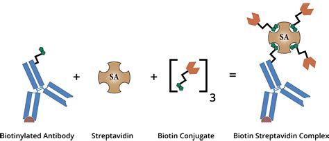 Biotin and Streptavidin | AAT Bioquest