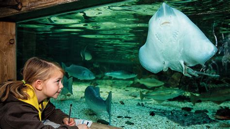 Accessibility | SEA LIFE Charlotte - Concord Aquarium