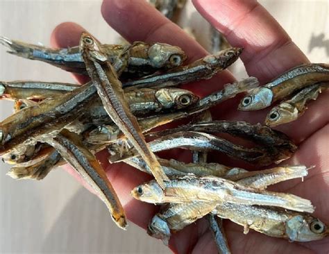 Dried Sprats Anchovies Fish Manufacturers and Suppliers from Mumbai