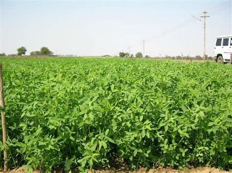 Indica Punjab Hadu Barseem 1kg - 1000gm Seeds Pack by super agri green ...