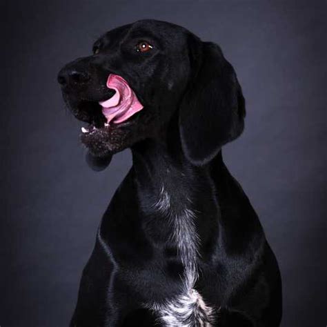 The Black Dog: Myth, Symbolism & Legends Explained – HankPets | HANK