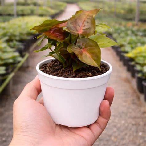 Buy Syngonium Plants Online – Rare & Variegated Types – Plant Orbit