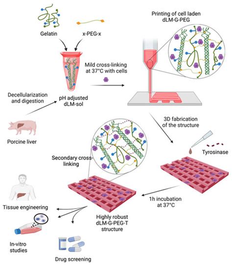 3D Bioprinting of Multi-Material Decellularized Liver Matrix Hydrogel ...