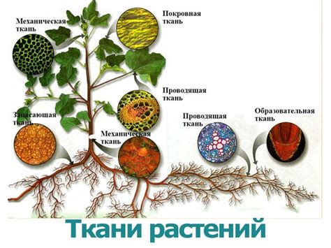 Ткани И Их Названия С Фото Биология — Bluemorphotours.ru