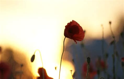 Wallpaper field, sunset, Maki, Germany, poppy field for mobile and ...