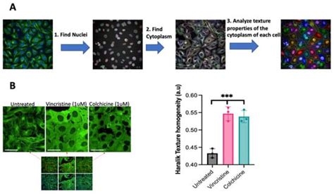 Identification of Inhibitors of Tubulin Polymerization Using a CRISPR ...
