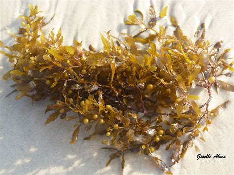 Sargassum sp., Bombinhas, SC | Bombinhas sc, Padrinhos