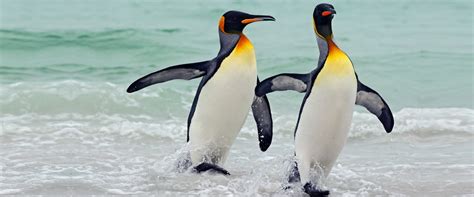 You Could Be Reason Why King Penguins May Not Live Longer - Lifestyle