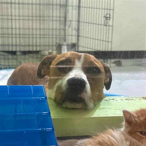 Adopt Tiger Lily Today - Find Paw Pal