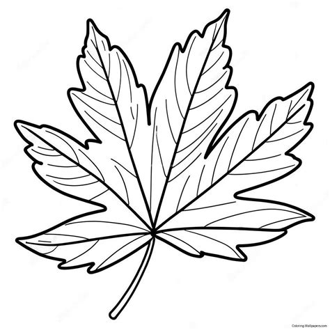 Maple Leaf Coloring Page (39383-31147)
