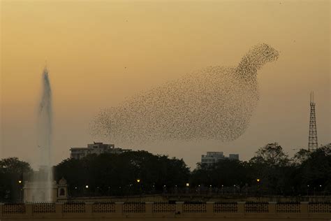 The Spellbinding Ballet Of Rosy Starlings | Nature inFocus