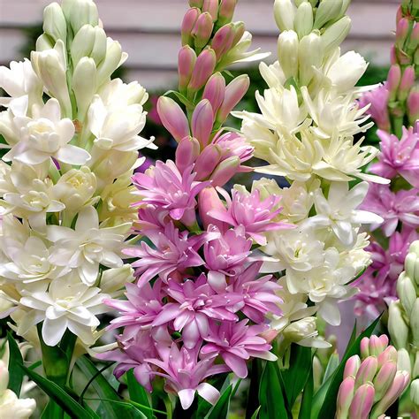 Beejhub -Tube Rose | Rajanigandha | Pack of 22 Bulb | All Season ...