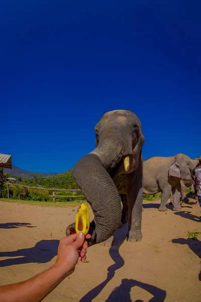 Image result for Elephant GoPro