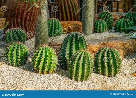 Cacti Ferocactus Hamatacanthus, Turks Head Cactus. Its Beautiful Shape ...