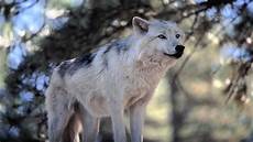 Wolves Wallpaper by Wolf Wallpapers Hd Wallpaper Cave Wolves Wallpaper