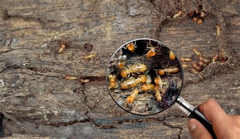 Life Expectancy of Termites - Pest Control Hacks