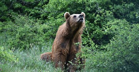 Kontakti për media - PYLLI I ARINJVE Prishtina - një habitat i ...