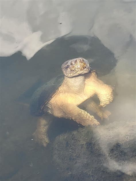 What kind of turtle is this? I hooked him while fishing today and he ...