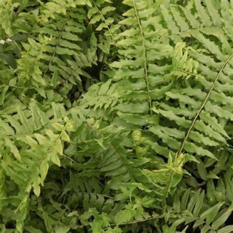 Bring Nature's Beauty to Your Home with Nephrolepis Exaltata Undulata ...
