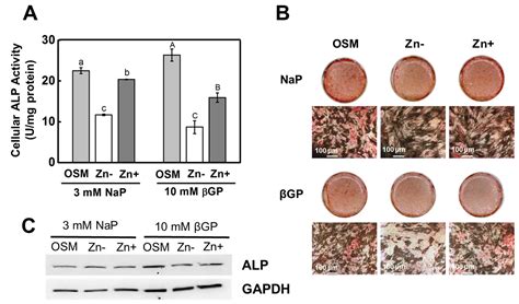 Zinc Deficiency Promotes Calcification in Vascular Smooth Muscle Cells ...