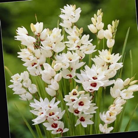 Ixia Giant White (Bulbs)
