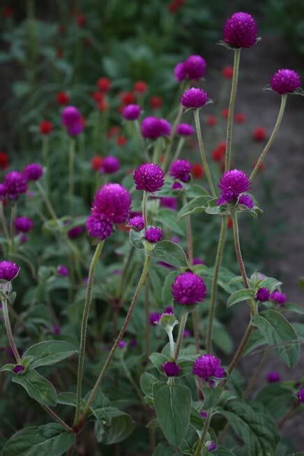 Golden Hills Farm Vadamalli Gomphrena Flower 70-202 seeds : Amazon.in ...