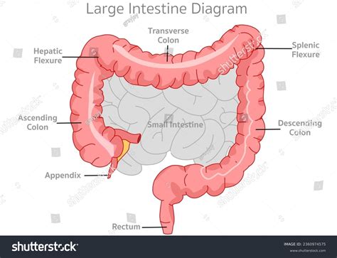 What Is The Hepatic Flexure In The Colon at Hannah Herlitz blog