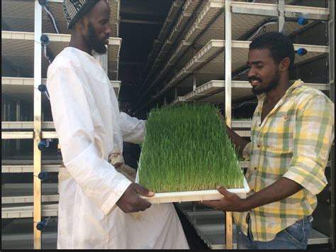 Image result for Fodder Container Boxes