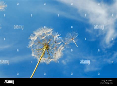 Image result for Small Spring Compressor Tool